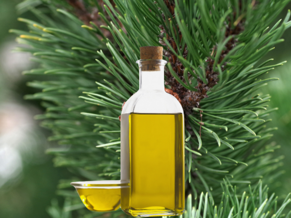 Pine Essential and Massage Oils